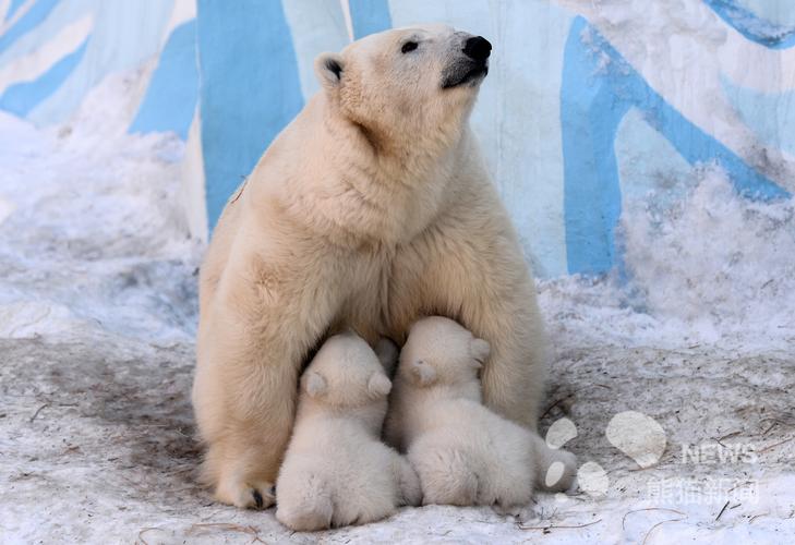 俄动物园北极熊宝宝挤妈妈怀里喝奶奶 画面温馨暖人