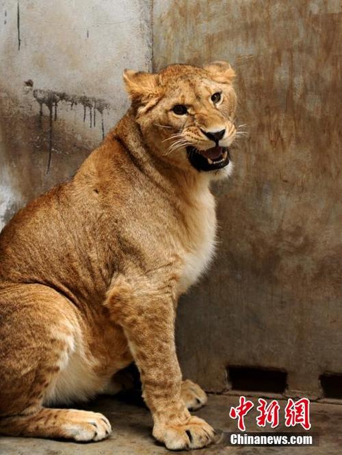 成都动物园为非洲公狮找两"媳妇"