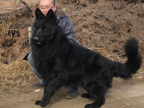 这种狗长得像极了黑熊,如今濒临灭绝比大熊猫还少