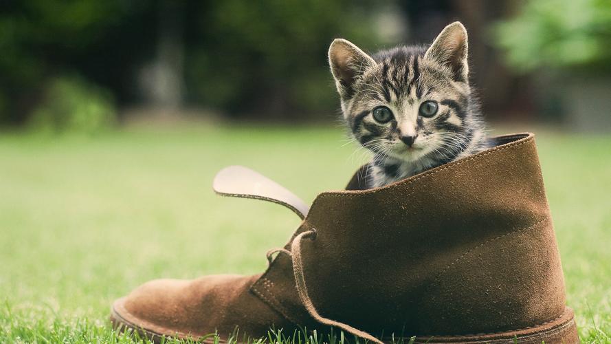 躲在鞋子里的可爱小猫咪高清呆萌图片桌面壁纸