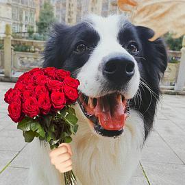 讨论想求一个小狗手拿玫瑰花的表情