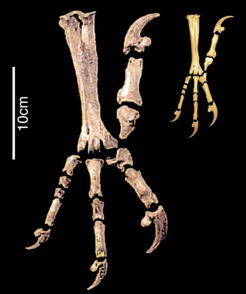 哈斯特鹰有一个长脑袋,有一个异常坚硬的角质喙,喙前端拥有锋利的弯钩