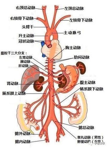 肠系膜下动脉    d.肾上腺中动脉    e.