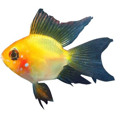 观赏鱼小型红绿灯紫罗兰天使鱼宝莲灯黄金斑马鱼群热带鱼鱼