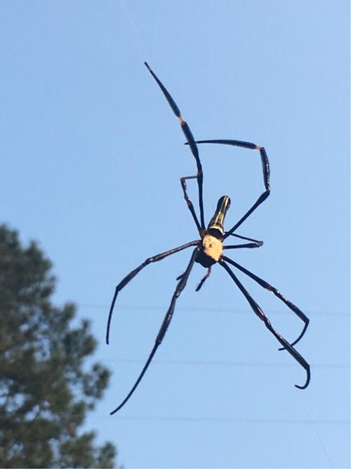 身长一寸多的大蜘蛛(只是身体)