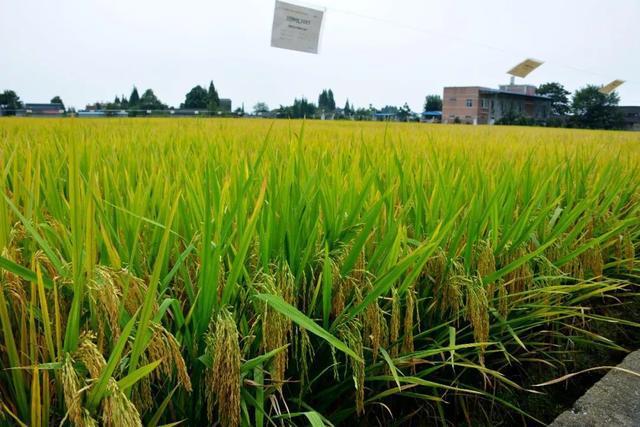 竹香莉丝川种优3607,有竹香味的二等优质稻品种,抗性好,产量稳_网易