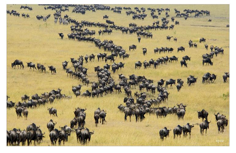 肯尼亚百万角马大迁徙:演绎狂野惊险瞬间
