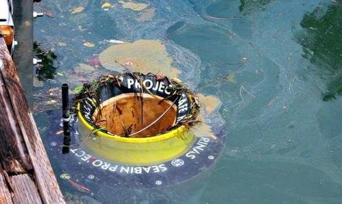 英国码头全面使用seabin海上垃圾桶,旨在解决全球海洋污染问题!