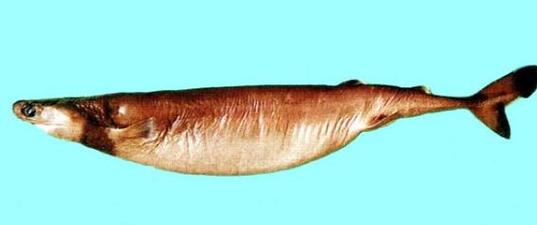 雪茄达摩鲨(squalus acanthias),又称小鲨鱼,角鲨,墨头鱼,是一种广泛