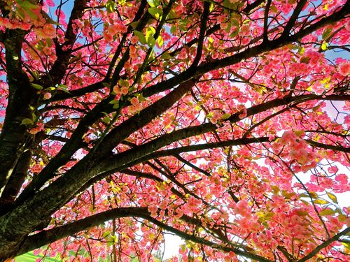 树花,粉红色的风格,树枝,春天 壁纸 - 1600x1200