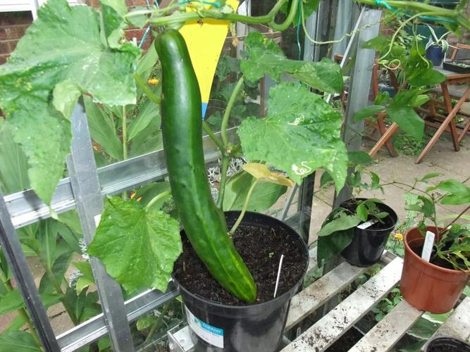 黄瓜在阳台上搭设支架养护一年可以不断结果