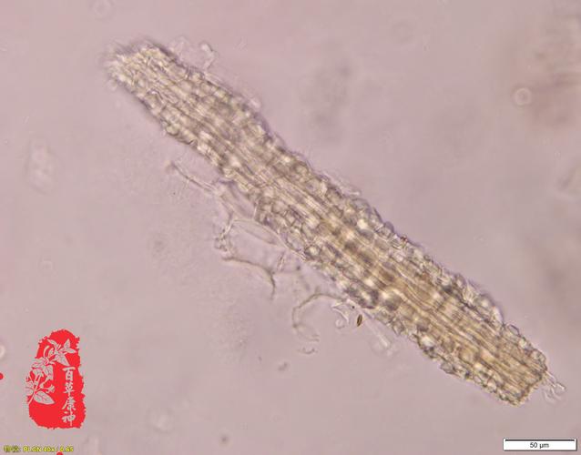 显微                                            石菖蒲表皮细胞