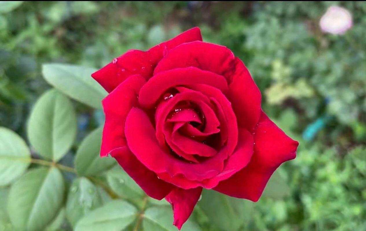 盘点花园里的红色系月季(一) 1,大地主 2,伊蕾沙斯特 3,玫瑰国度的