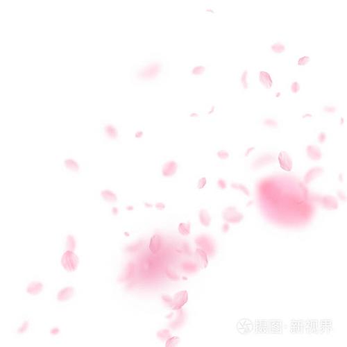 浪漫的粉红色花角.白色正方形背景上的飞花瓣