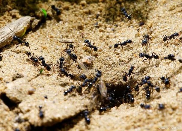 小小蚂蚁能搬家,给我们带来怎样的生活启示?