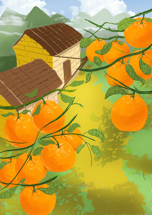 橘子插画