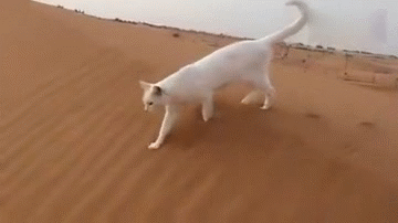 【喵星人小知识】当猫行走时,它的后脚会完美踩在前脚的位置,落点刚刚