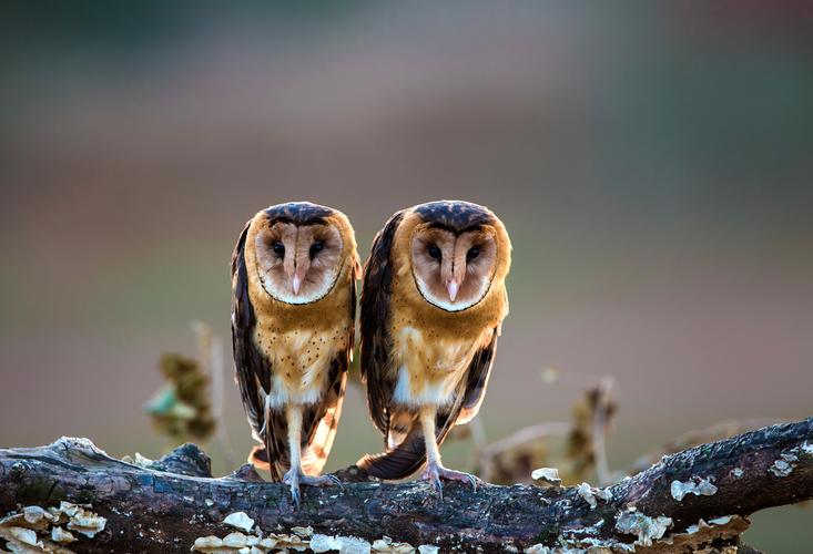 草鸮- 自然类-摄影大赛2016 - 国家地理中文网