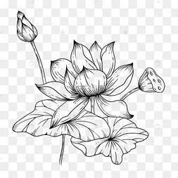 黑白素描美丽的莲花