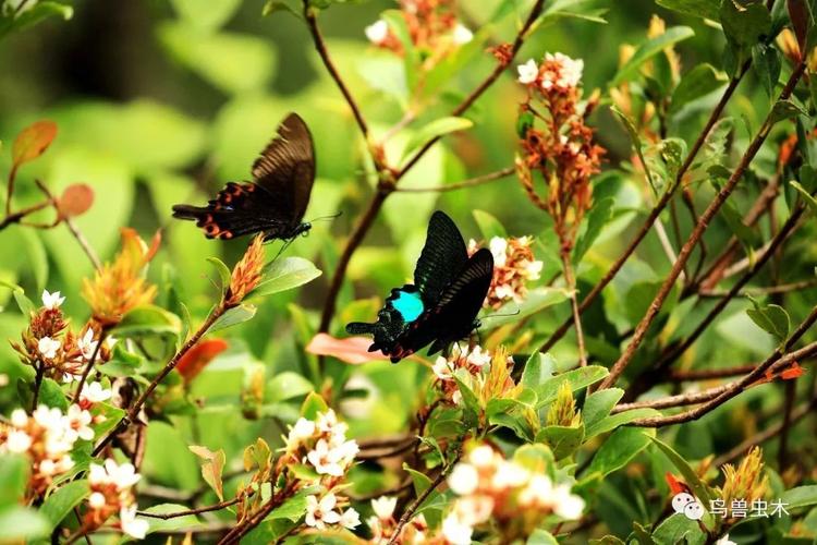 寒假少年营丨香港生物多样性自然探索营(2期)_蝴蝶