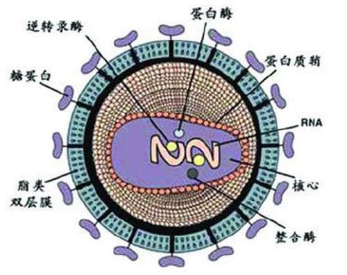 逆转录病毒(retrovirus)是常见的病毒之一,属于rna病毒,典型特征就是