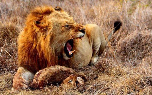 伯明翰雄狮入侵马蹄巴领地杀幼狮
