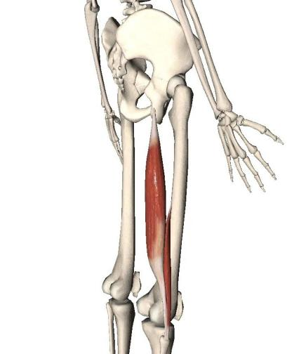 腘绳肌助力膝关节韧带重建手术后屈膝康复的王牌肌肉