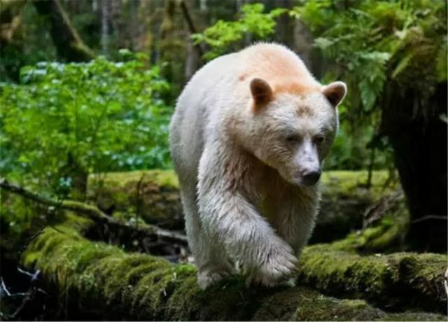 说到这里,不得不提到,一只名为"乔伊"的白色棕熊,棕熊乔伊被人们在