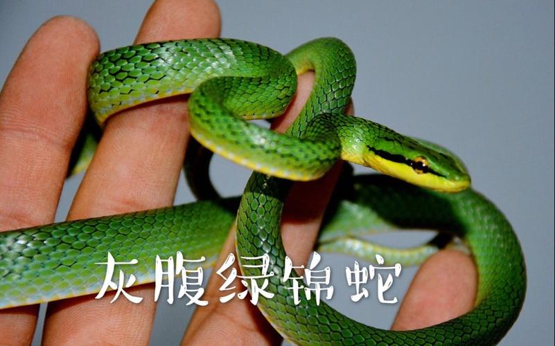 宠物蛇宠物蛇活体灰腹绿锦蛇最好养的绿蛇