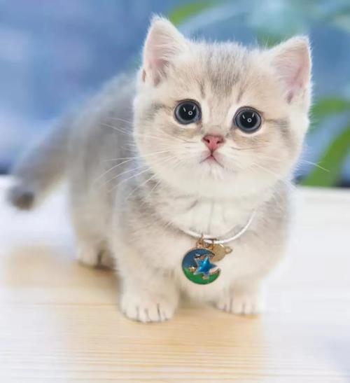 乳白色曼基康猫多少钱一只