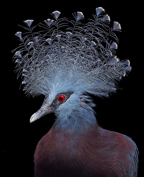 太有趣了,这些罕见的鸟类艺术摄影.