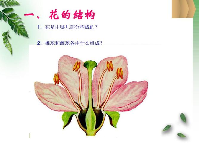 花是由哪几部分构成的? 2.雄蕊和雌蕊各由什么组成?