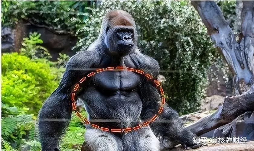 银背大猩猩从不做健身训练,为何肌肉却如此发达
