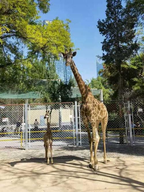 中山公园动物园长颈鹿喜得千金 取名叫"庆庆"