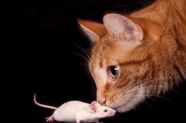 现在的猫还会抓老鼠吗以前说猫不吃老鼠会瞎宠物猫怎么不瞎