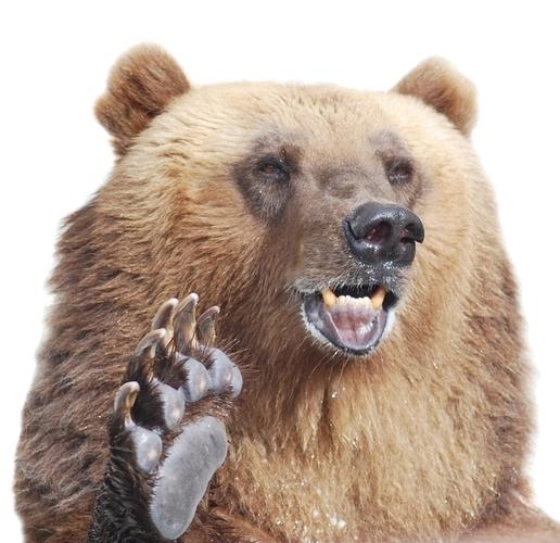 棕熊,爪子,隔绝,白色背景_高清图片_全景视觉