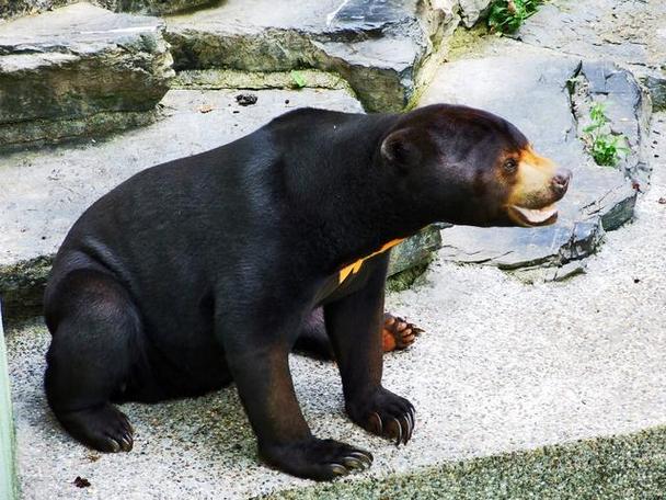 认识马来熊:世界上最可爱和神秘的熊种之一