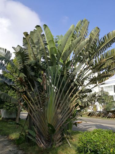 海南常见热带植物