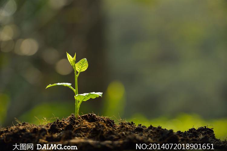 沃土里生长的植物幼苗摄影高清图片