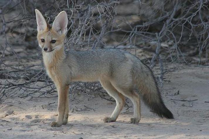  p>阿富汗狐(学名: i>vulpes cana /i>):头体长43厘米,尾巴长30厘米