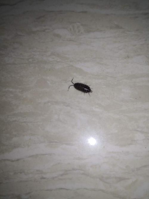50 家里卧室床上,客厅地板发现过几个这样的虫子,是木蚤吗?怎么处理?