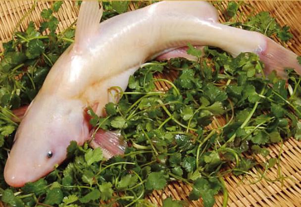 鮰鱼有不同的叫法,上海称"鮰老鼠",四川名"江团",贵州则唤之"习鱼"