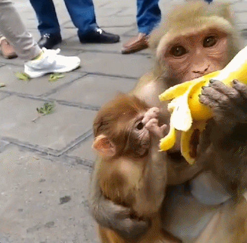 猴子带小猴上街玩在路边吃香蕉引起大量路人围观