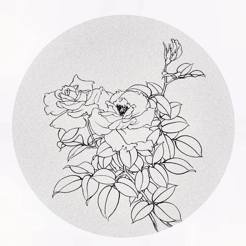 中国传统工笔画图案月季花线稿分享
