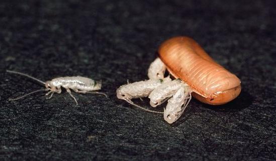 家中出现了一种全体白色接近透明的小虫子,长得跟小的有点长的蟑螂很
