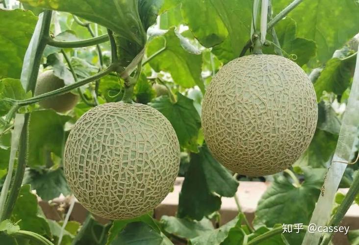 源自日本的高端水果玫珑蜜瓜61海南纯绿农业研发有限公司