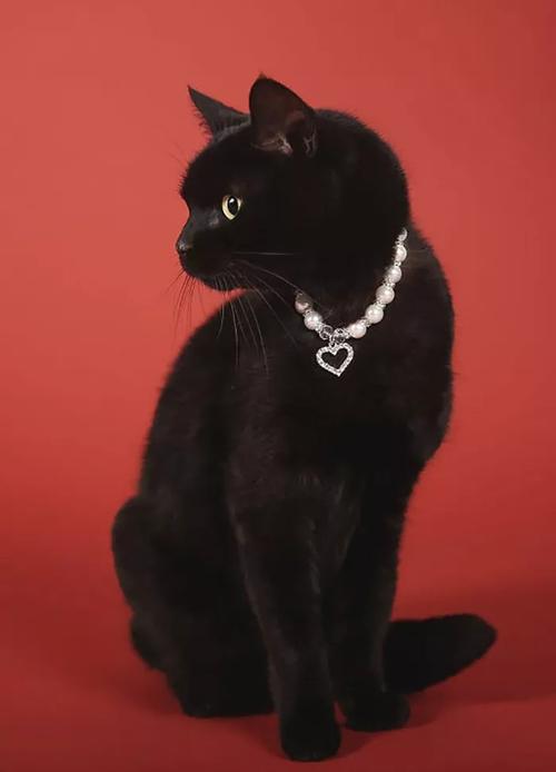 黑猫也可以很可爱呀