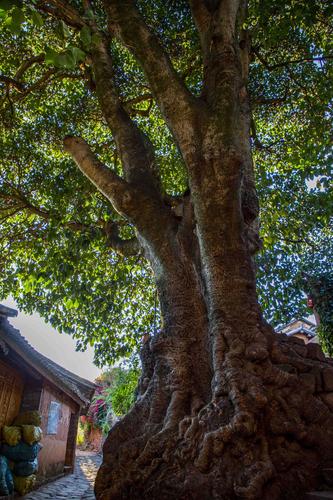 大青树——一颗几百年的大叶榕树.