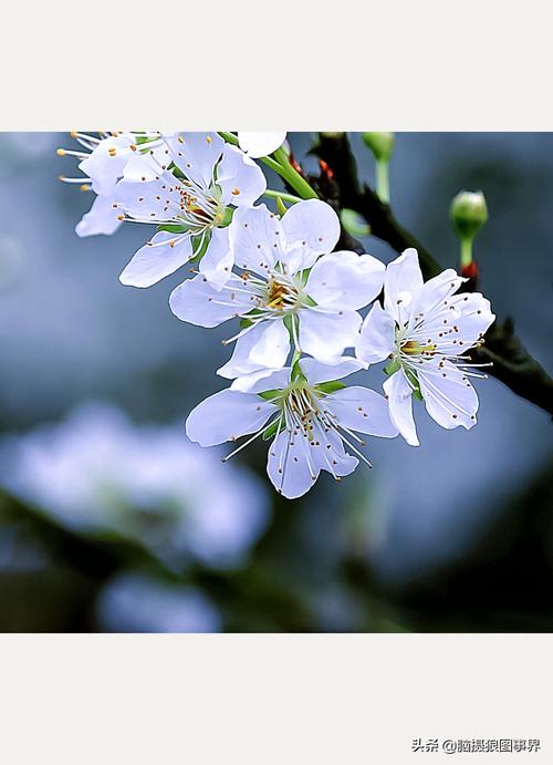 实拍24张春天的花卉照春天花卉图片