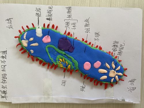 "指尖上的生物"——神木市第十二中学七年级生物模型制作大赛